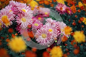 Yellow-orange and pink chrysanthemums on a blurry background close-up. Beautiful bright chrysanthemums bloom in autumn in the
