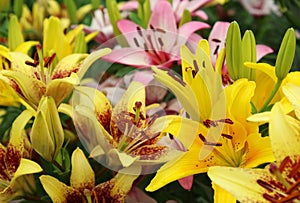Yellow, orange, pink lilies