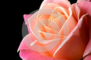 Yellow, orange, pink rose isolated on black background