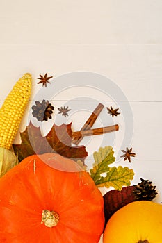 Yellow and orange pumpkins and corn with autumn decor on white wooden background for harvest fall and thanksgiving theme. cornucop