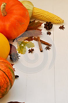 Yellow and orange pumpkins and corn with autumn decor on white wooden background for harvest fall and thanksgiving theme. cornucop