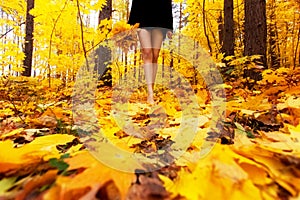 Yellow, orange and red autumn leaves in beautiful fall park. Girl with bouquet of maple leaf goes through the Park barefoot.