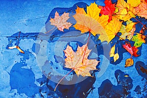 Yellow orange red brown autumn tree leaves on blue concrete road puddle. Fallen dry golden maple leaf on wet ground Brig