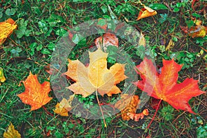 Yellow orange red brown autumn tree leaves on ground in beautiful fall forest. Fallen golden color maple leaf on green d