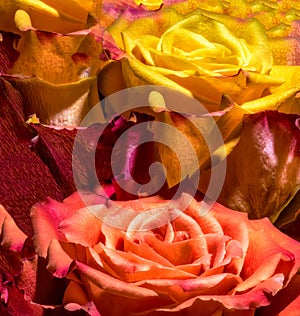 Yellow Orange Red Brown Floral Rose Duet Petals Background Pattern