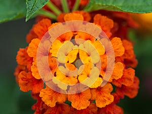 Yellow Orange and Red Hedge Flowers