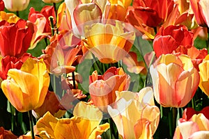 Yellow, Orange And Red Tulips Blooming In The Springtime