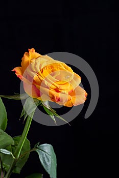 Yellow/orange rose