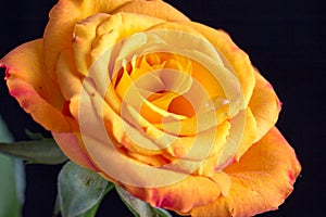 Yellow/orange rose