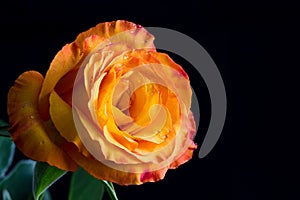 Yellow/orange rose