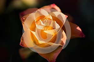 Yellow with orange rose flower with dew, close up