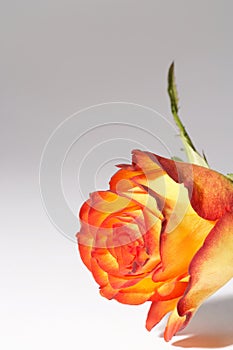 Yellow, orange rose - gelb, orange Rose photo