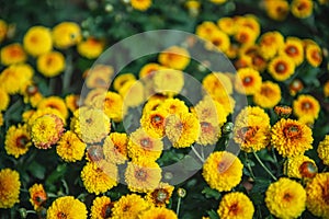 Yellow and orange small chrysanthemums on a blurry background. In autumn, beautiful bright dense chrysanthemum bushes bloom