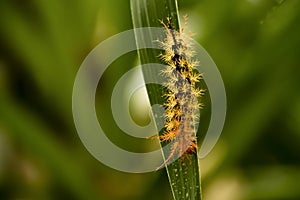 Yellow and Orange Spiked Spiny Caterpillar