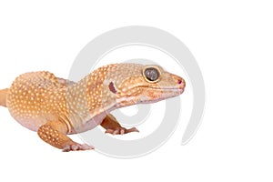 yellow and orange spotted leopard gecko