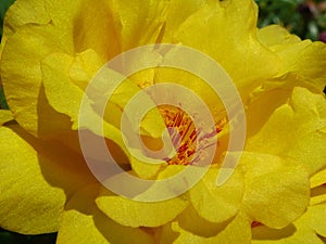 Yellow and orange spring flower with pollination system in close-up