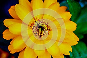 A yellow orange summer sun flower