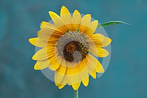 Yellow and orange sunflower against a tidewater green background. Empty copy space. photo