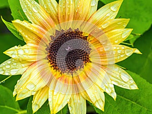 Yellow and orange sunflower with raindrops