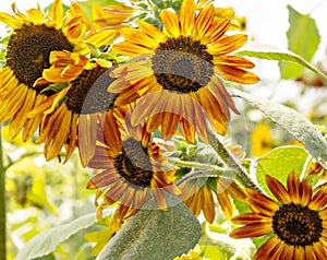 Yellow-Orange Sunflowers in Field