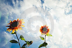 Yellow and orange sunflowers with green stalk against a sunny blue sky with clouds and lens flare during Spring and Summer.