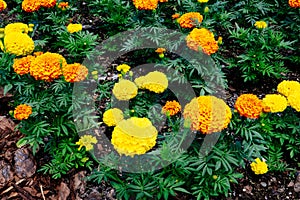 Yellow orange  Tagetes Erecta flower