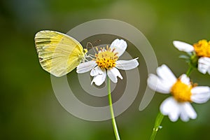 Yellow Orange Tip butterfly Ixias pyrene drinking on plant