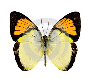 yellow orange tip butterfly upper wing profile in natural color isolated on white background
