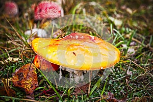 Orange poisonous mushroom in the grass