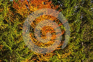 yellow orange tree in green forest in the autumn sun