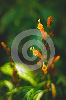 Yellow Orange Tropical Plant photo