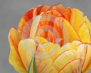 Yellow orange tulip