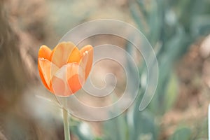 Yellow orange tulip on a beautiful blurred nature background. Delicate spring image. Selective soft focus