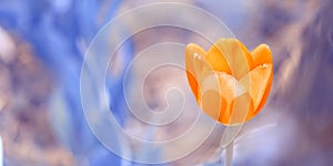 Yellow-orange tulip on toned abstract blue background. Beautiful delicate spring border. Selective focus