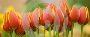 Yellow orange tulips photo