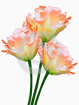 Yellow-orange tulips  Flowers on a white isolated background.  For design.  Closeup.