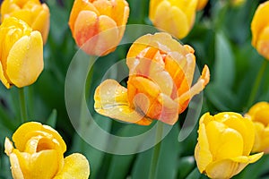 Yellow-orange tulips on rainy day