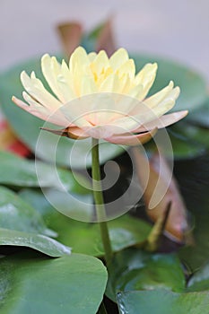 Yellow - orange waterlily