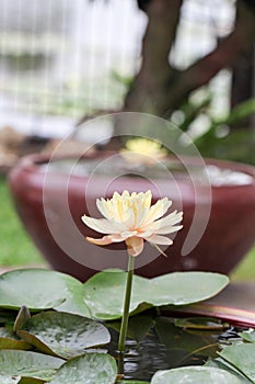 Yellow - orange waterlily