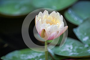 Yellow - orange waterlily