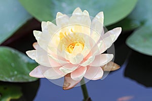 Yellow - orange waterlily