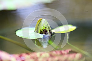 Yellow - orange waterlily