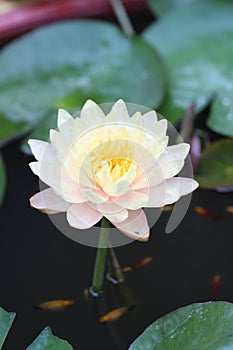 Yellow - orange waterlily