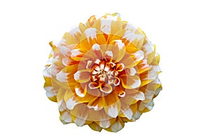 Yellow, orange and white dahlia flower macro photo. Flower isolated on a seamless white background.