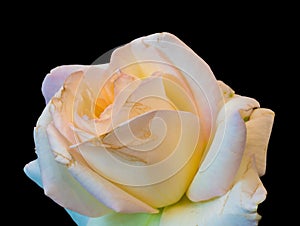 Yellow orange white green rose blossom macro on black background