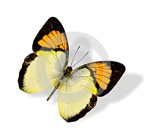 Yellow Orange wingtip butterfly flying isolated on white background with soft shadow