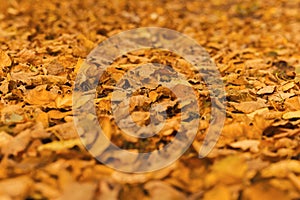 Yellow orange withered autumn leaves in the park