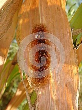 Yellow or orange woolybear caterpillar of the Virginia Tiger moth