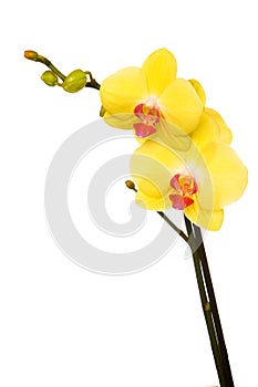 Yellow Orchid