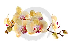 Yellow orchid